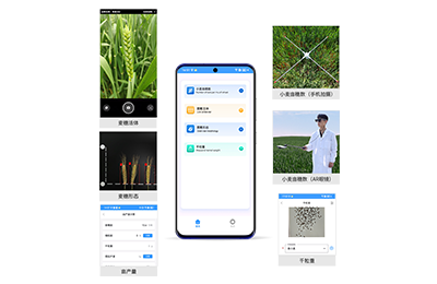 铁岭市小麦亩穗数分析仪IN-XM02