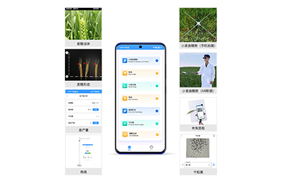 铁岭市小麦表型测量仪IN-XM05
